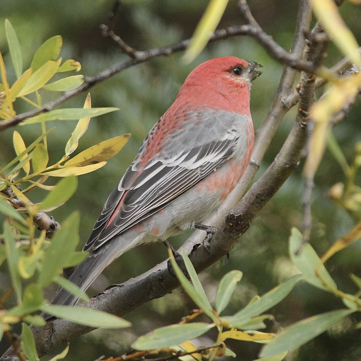 Pine Grosbeak - ML642417703