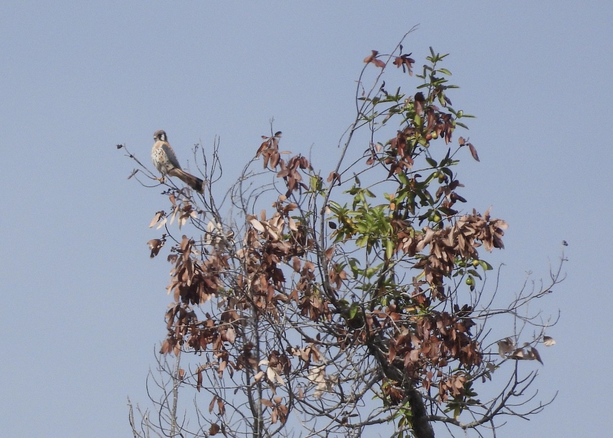 American Kestrel - ML642417705
