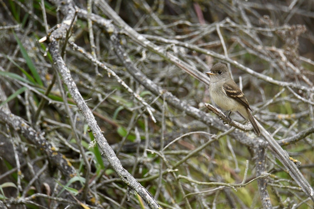 Willow Flycatcher - ML642417712