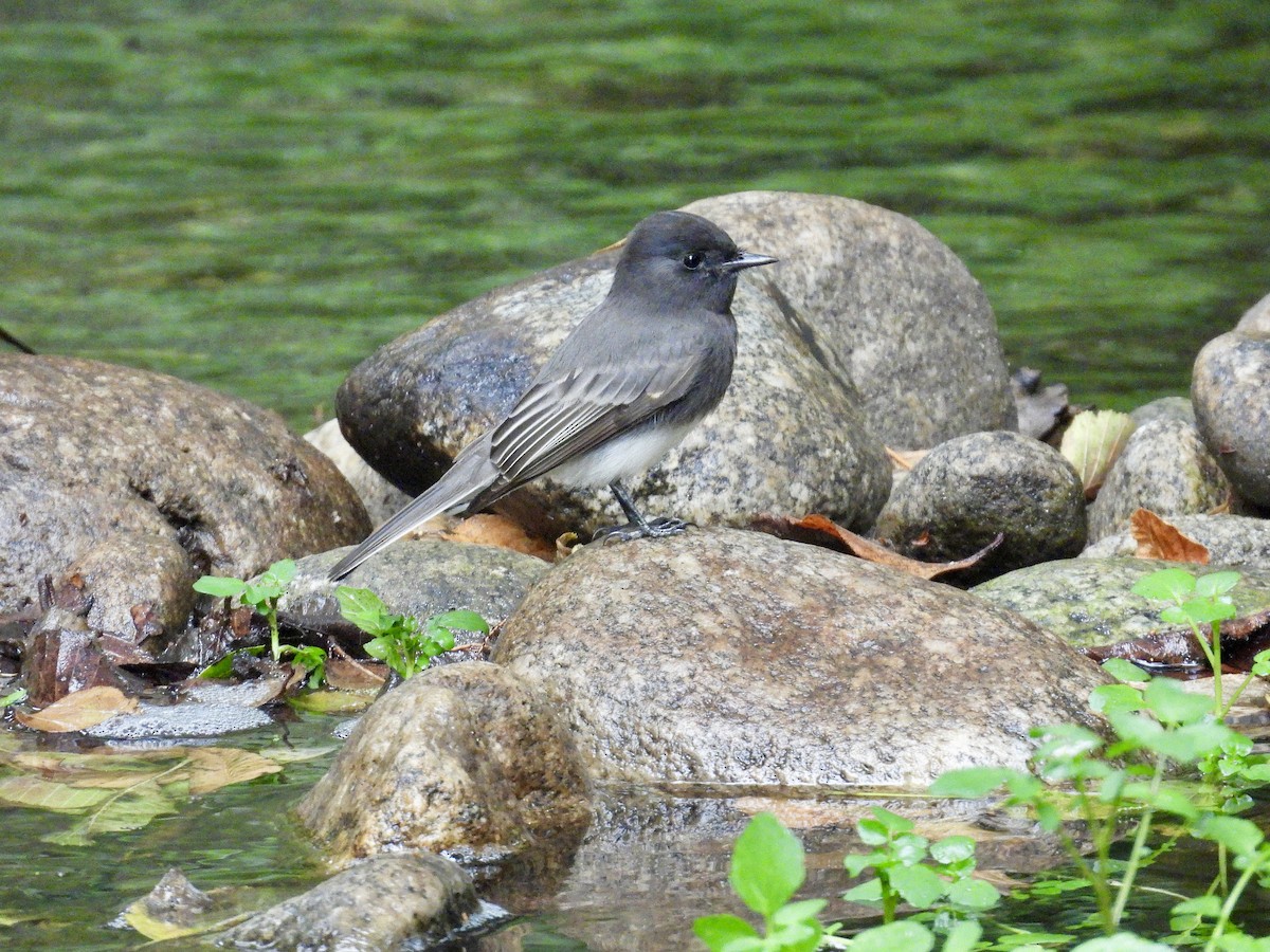 Black Phoebe - ML642417721