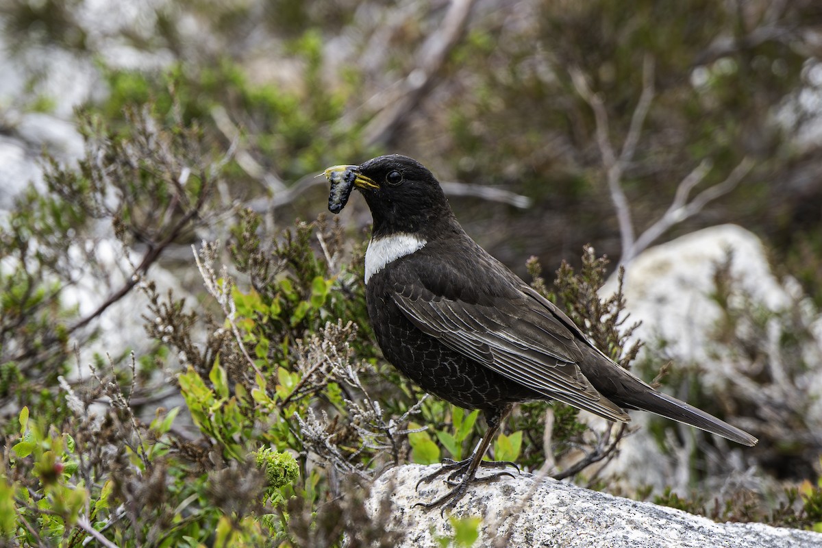 クビワツグミ（torquatus） - ML642417722