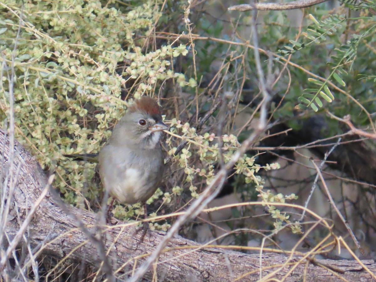 Green-tailed Towhee - ML642417729