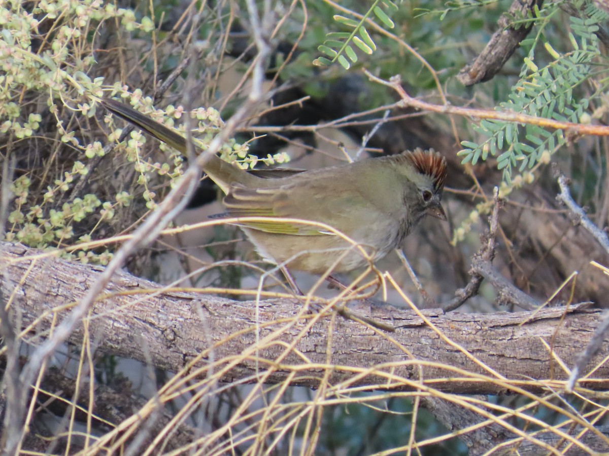 Green-tailed Towhee - ML642417730