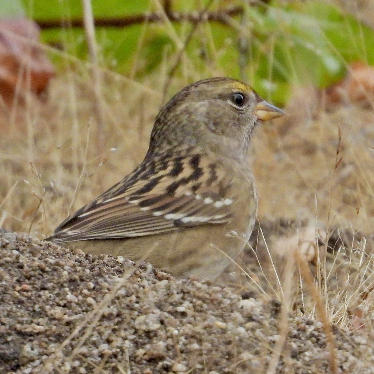 Golden-crowned Sparrow - ML642417732
