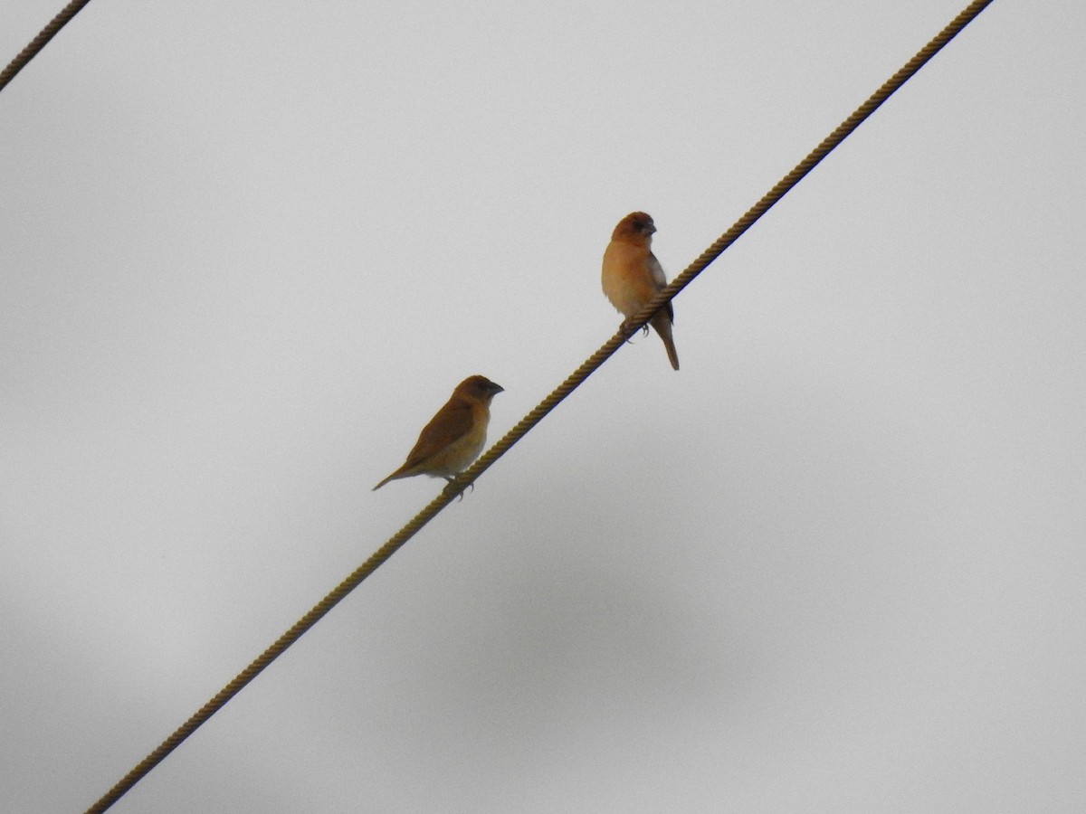 Scaly-breasted Munia - ML642417750