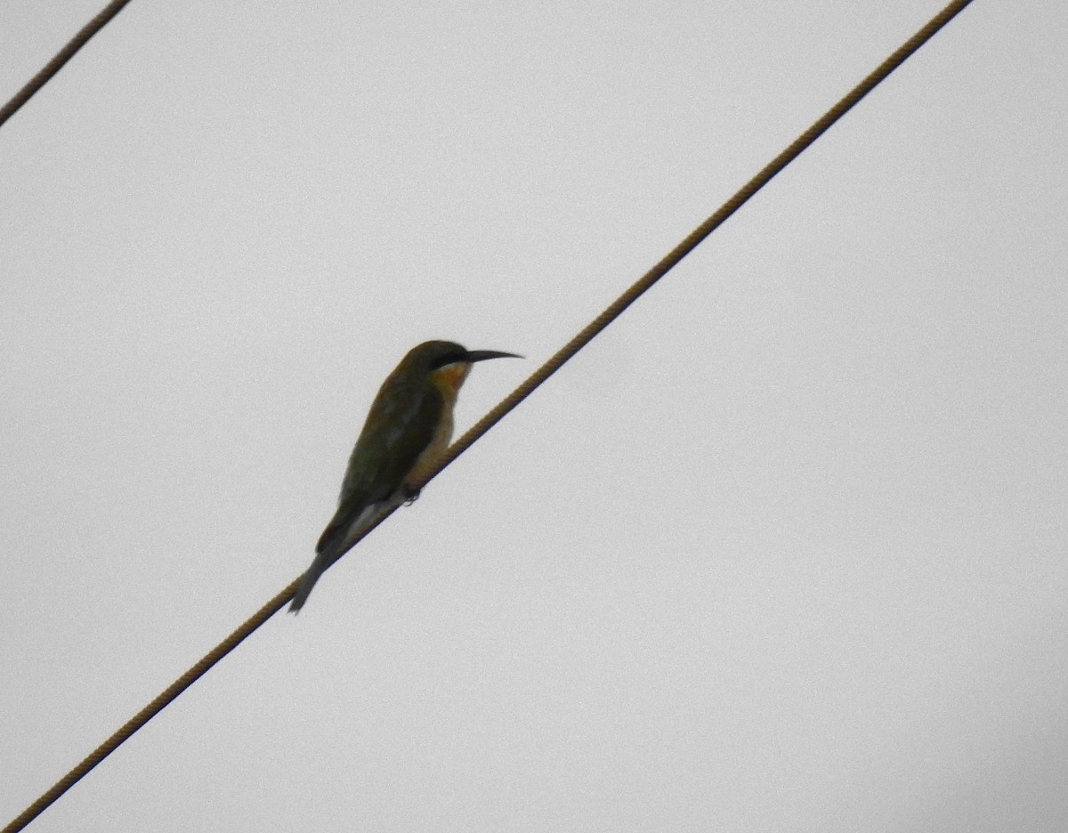Blue-tailed Bee-eater - ML642417804