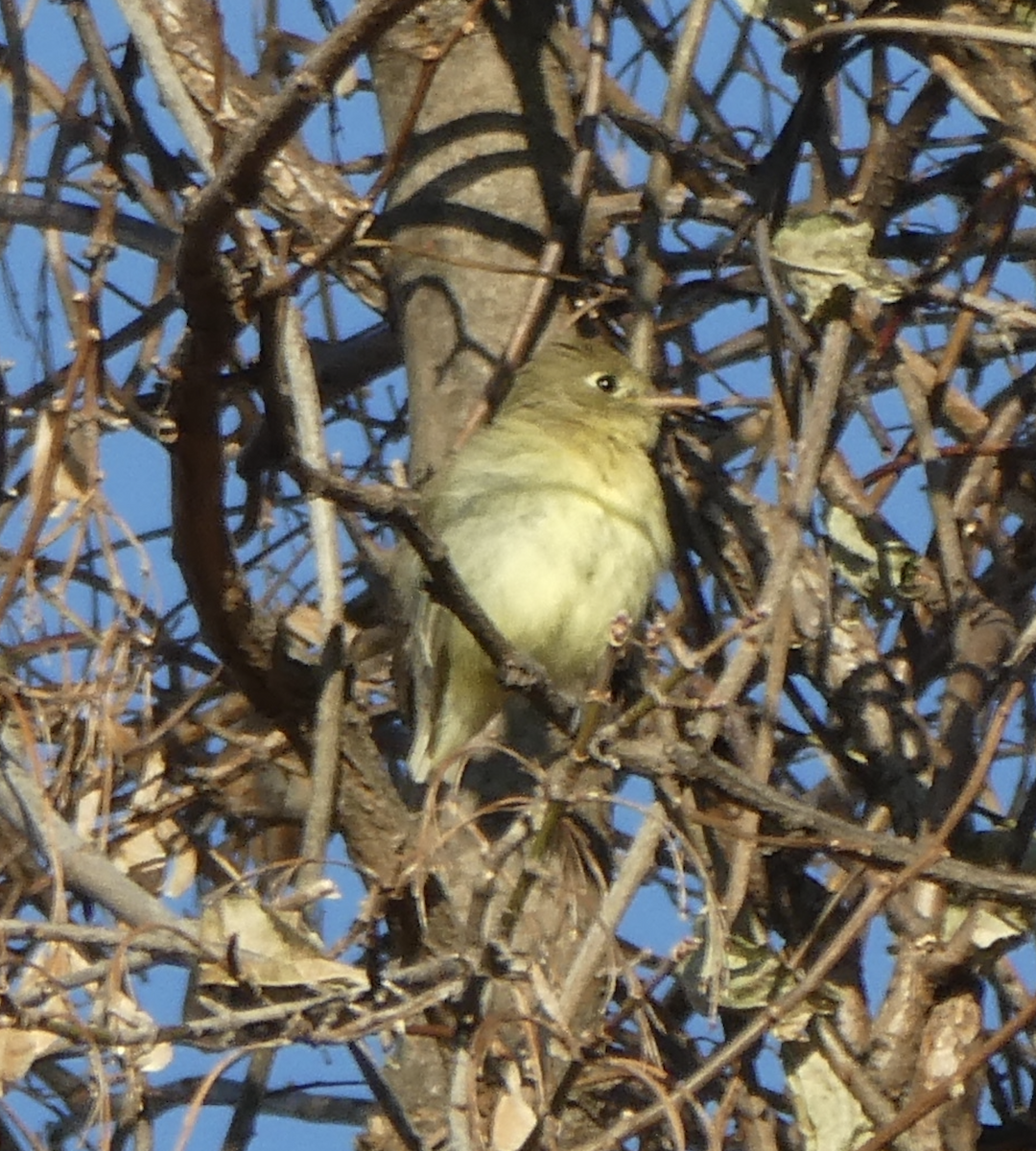 Western Flycatcher (Pacific-slope) - ML642417816