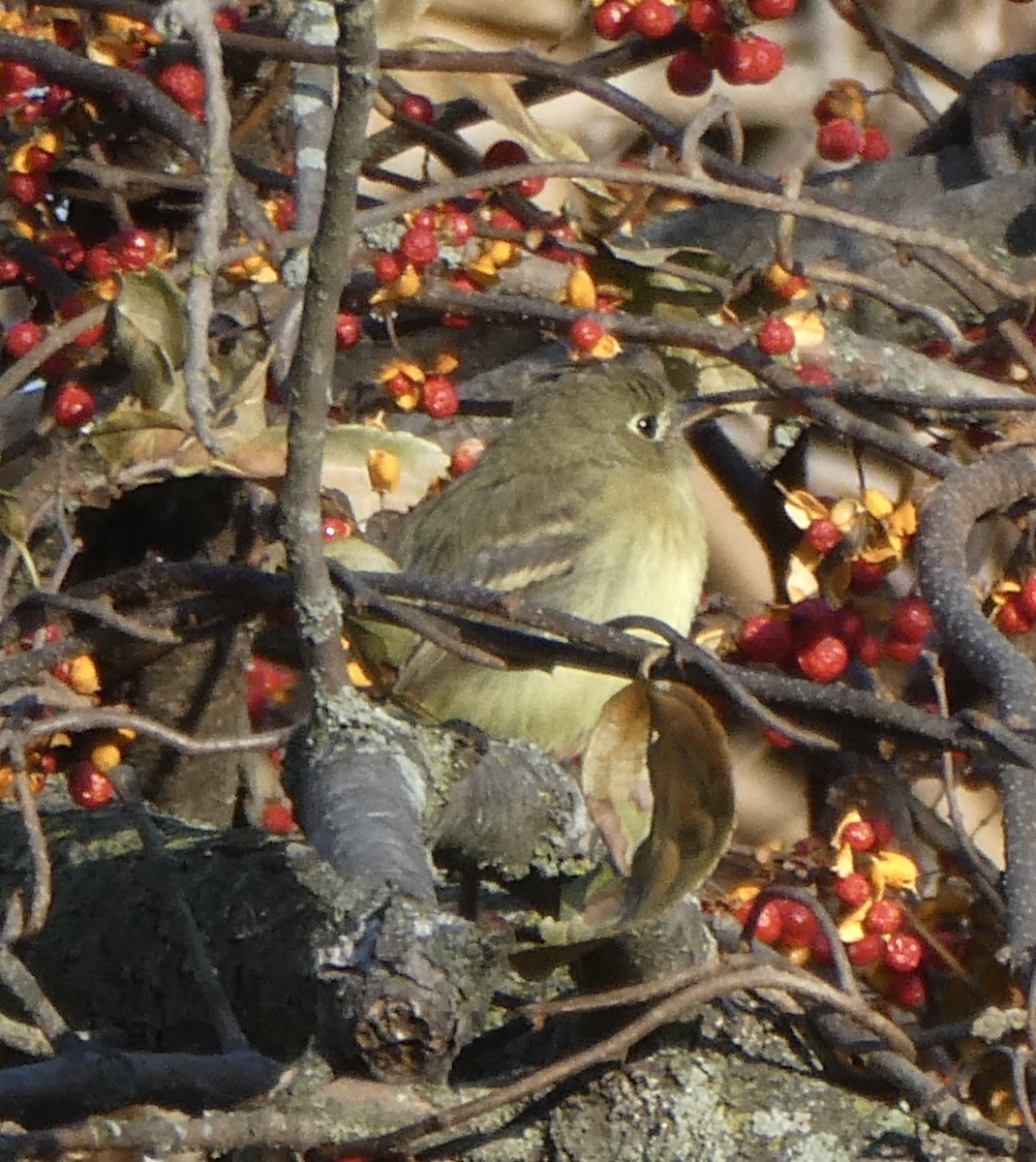 Western Flycatcher (Pacific-slope) - ML642417817