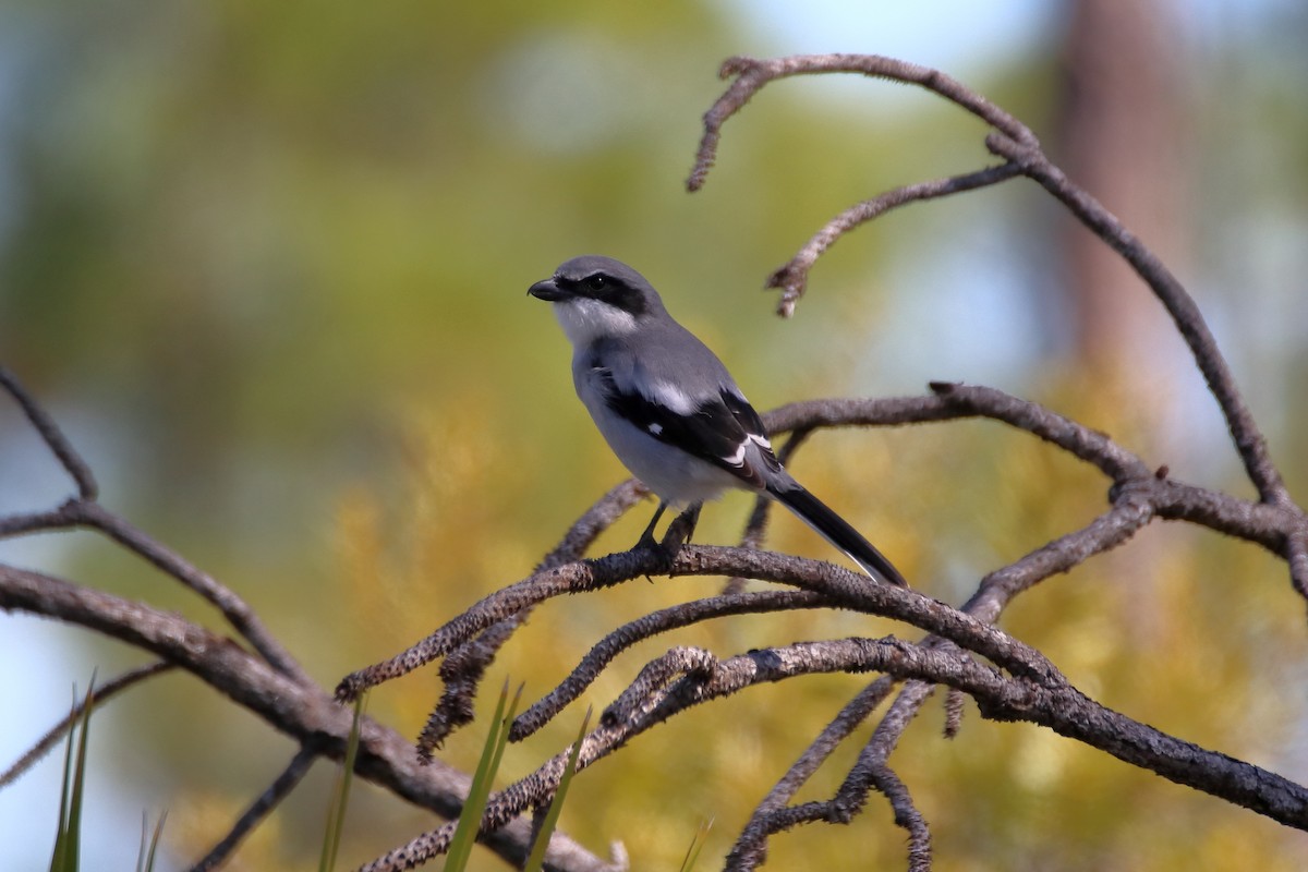 Loggerhead Shrike - ML642417830