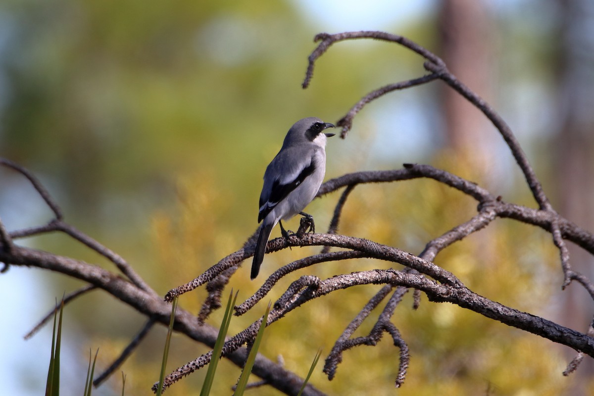 Loggerhead Shrike - ML642417831