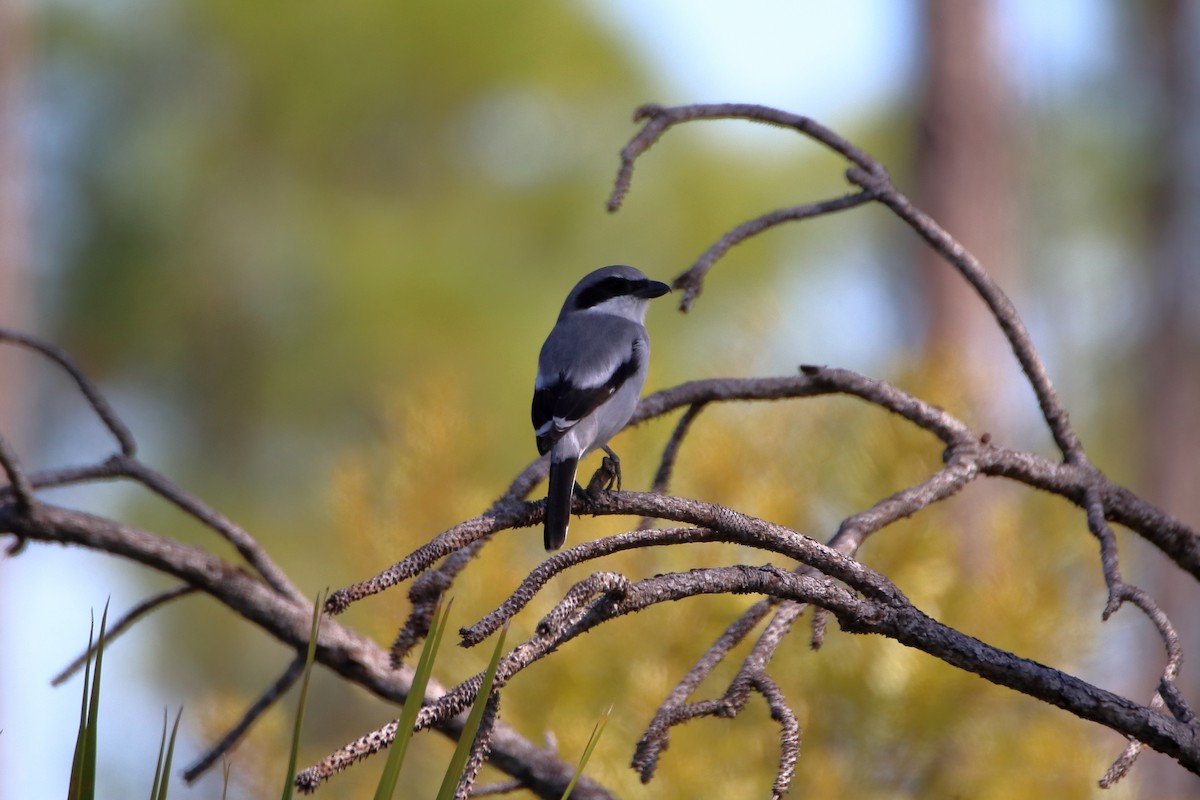 Loggerhead Shrike - ML642417832