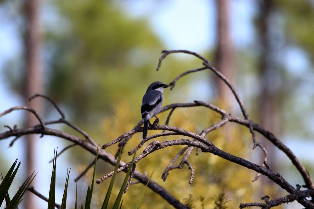 Loggerhead Shrike - ML642417834