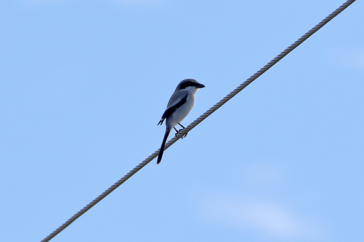Loggerhead Shrike - ML642417839