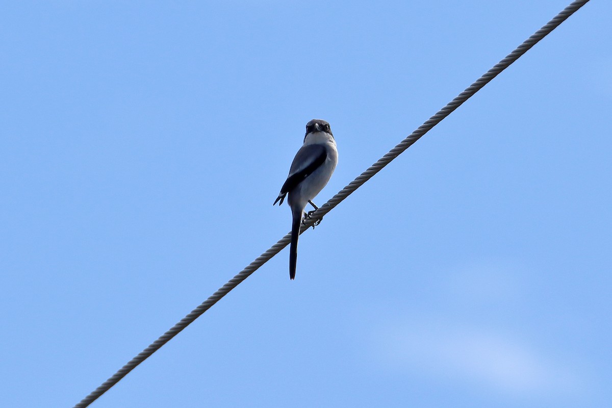 Loggerhead Shrike - ML642417840