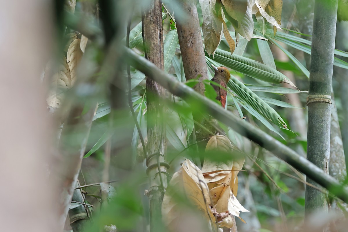 Pale-headed Woodpecker - ML642417841
