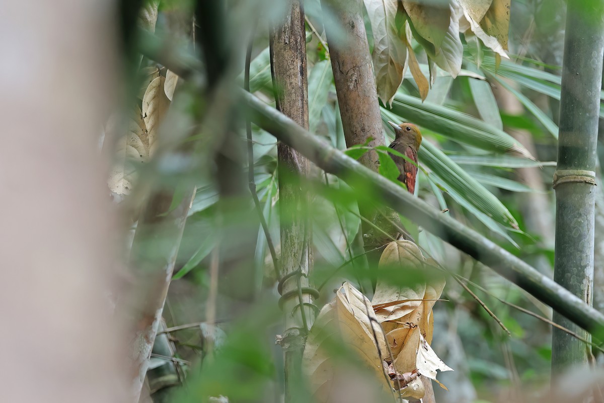Pale-headed Woodpecker - ML642417842
