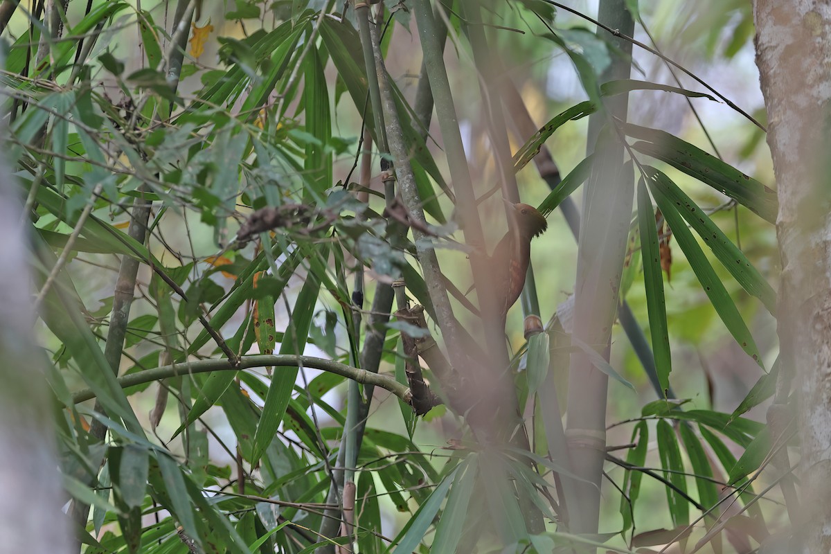 Pale-headed Woodpecker - ML642417843