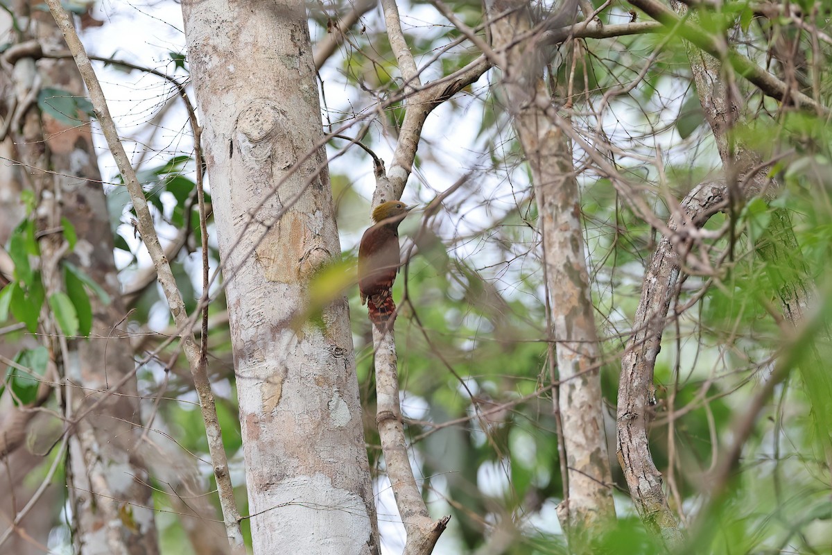 Pale-headed Woodpecker - ML642417844