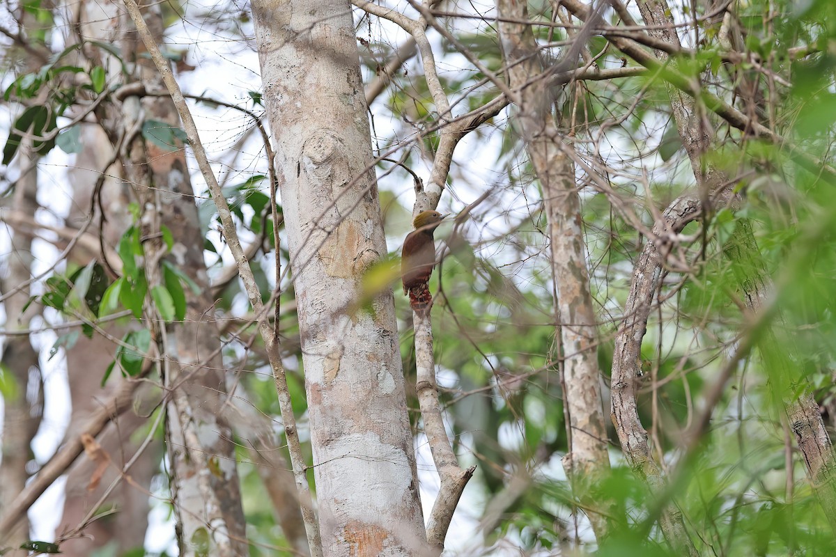 Pale-headed Woodpecker - ML642417845