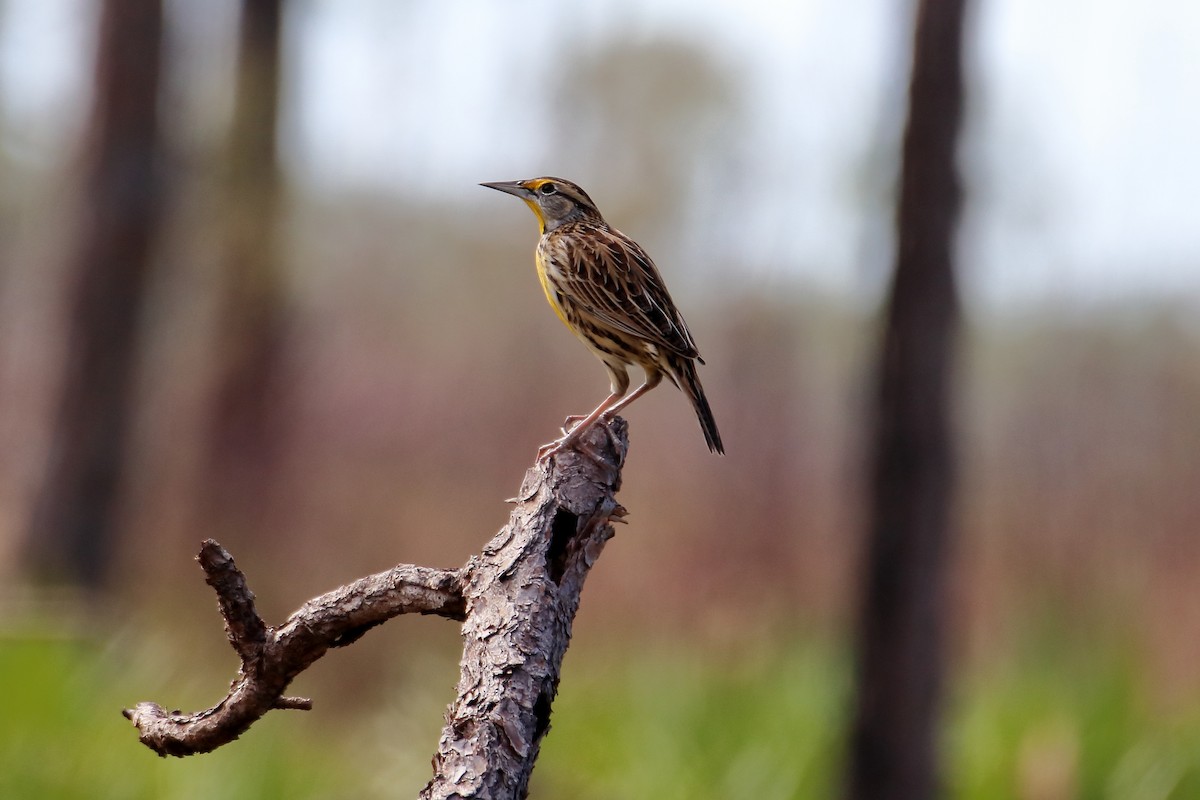 Eastern Meadowlark (Eastern) - ML642417847