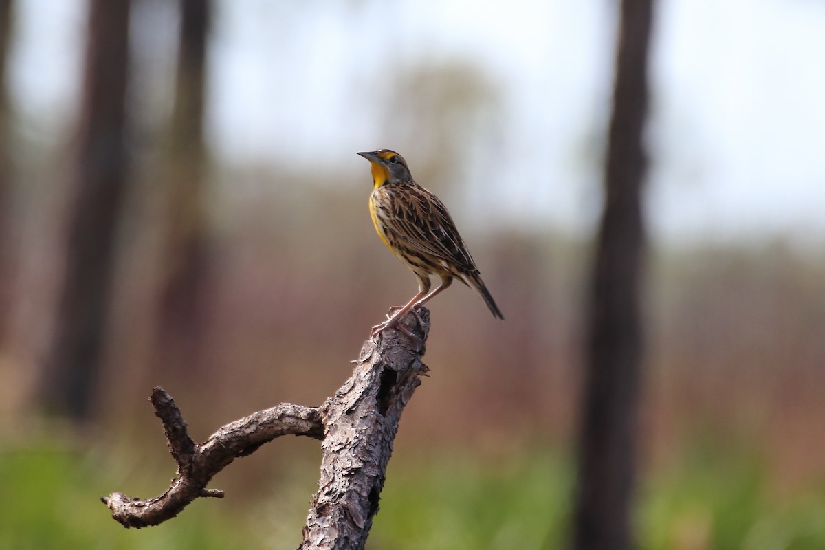 Eastern Meadowlark (Eastern) - ML642417848