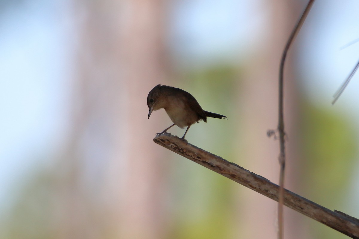 Northern House Wren - ML642417853