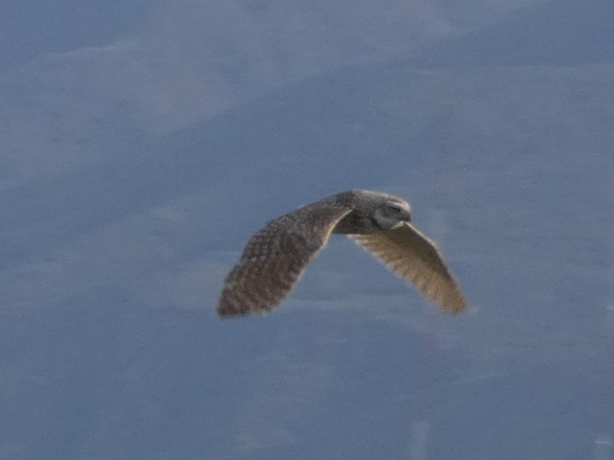 Burrowing Owl (Western) - ML642417885