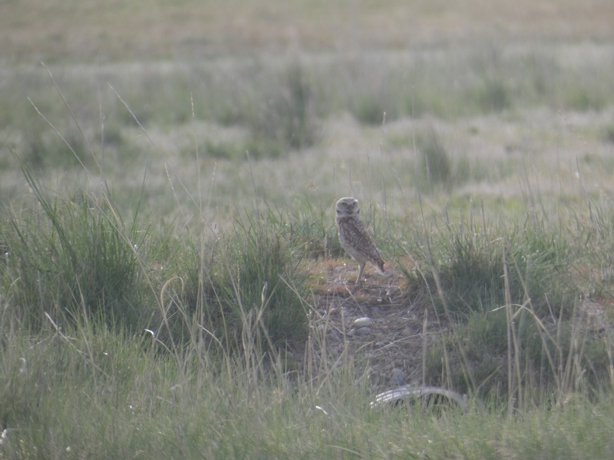 Burrowing Owl (Western) - ML642417901
