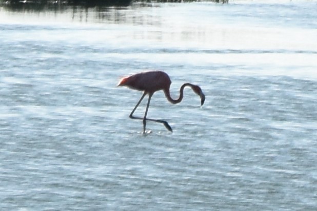 American Flamingo - ML642417958