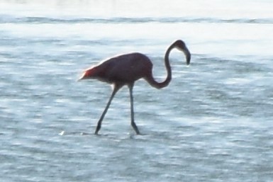 American Flamingo - ML642417959