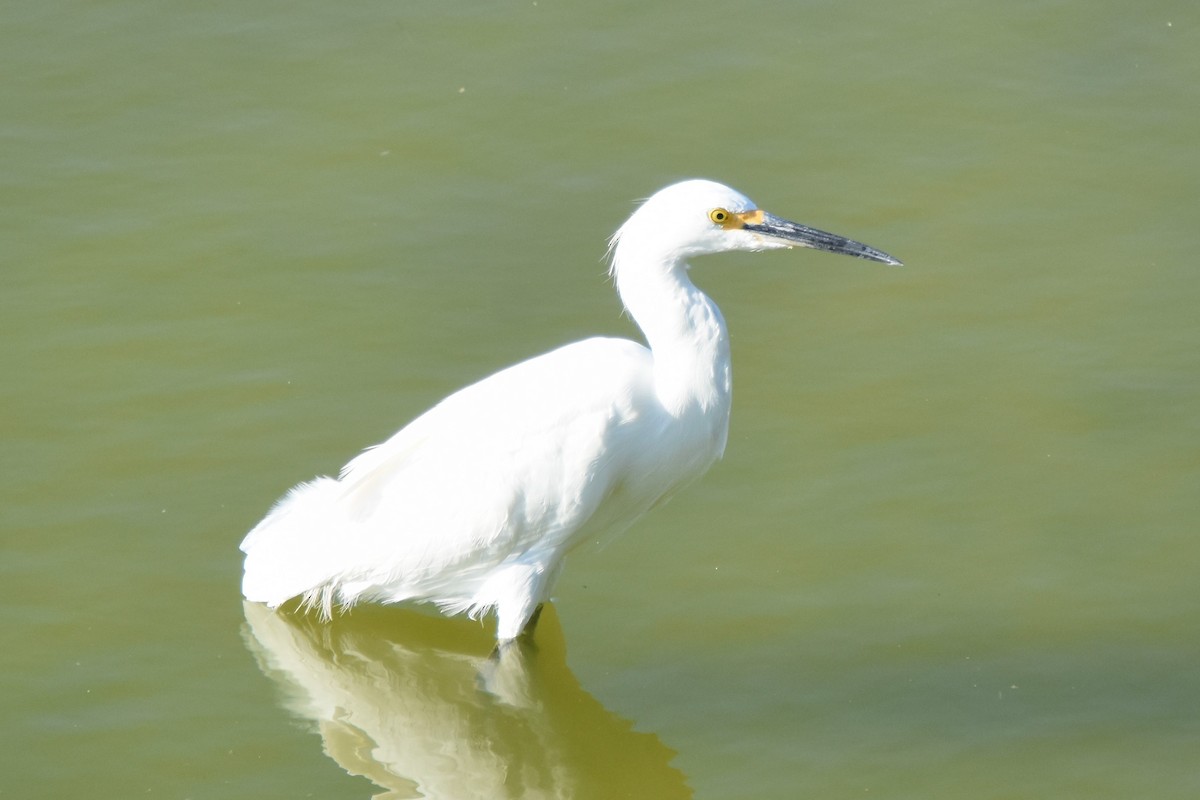 Aigrette neigeuse - ML642417977