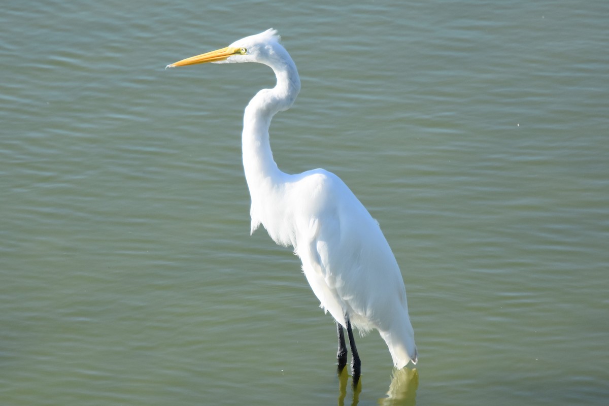 Grande Aigrette - ML642417979