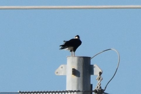 Caracara huppé - ML642417982