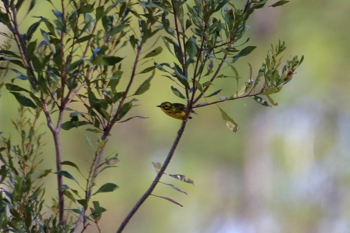 Prairie Warbler - ML642417983