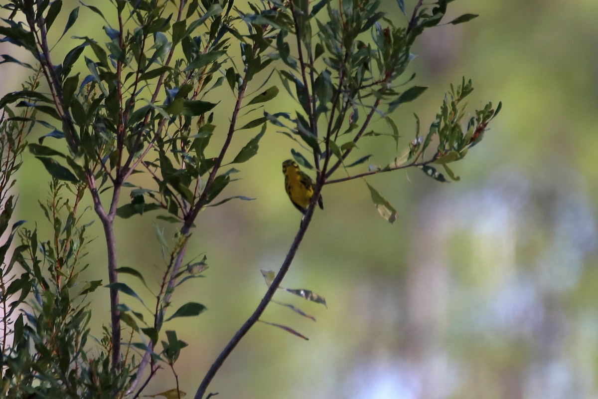Prairie Warbler - ML642417985