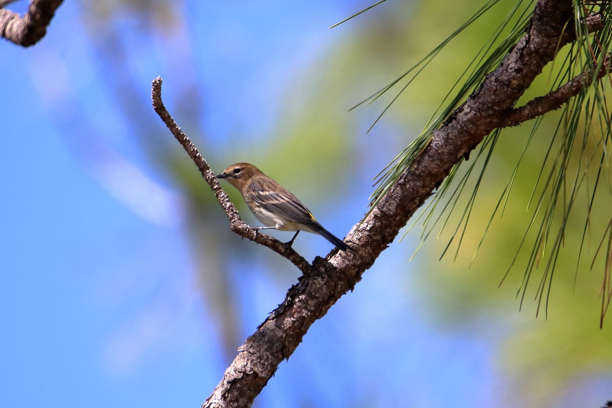 Yellow-rumped Warbler (Myrtle) - ML642417988
