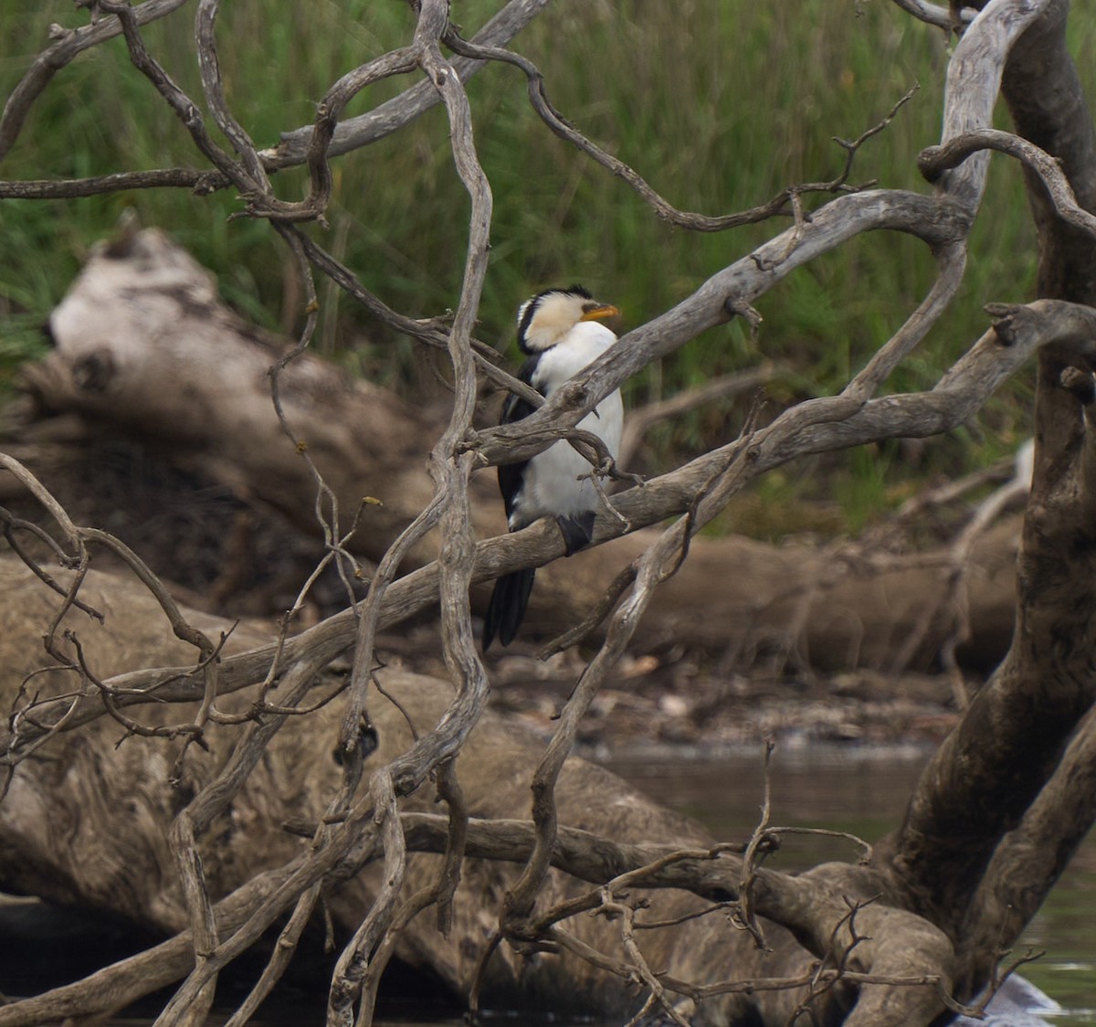 Little Pied Cormorant - ML642417994