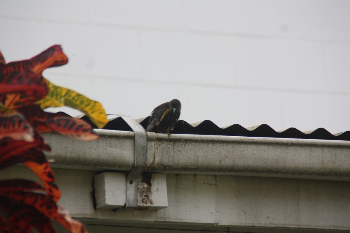 Western Wattled-Honeyeater - ML642417995