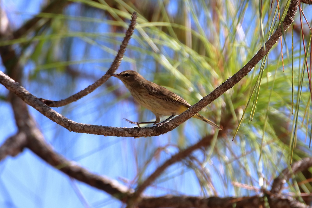 Palm Warbler - ML642417996