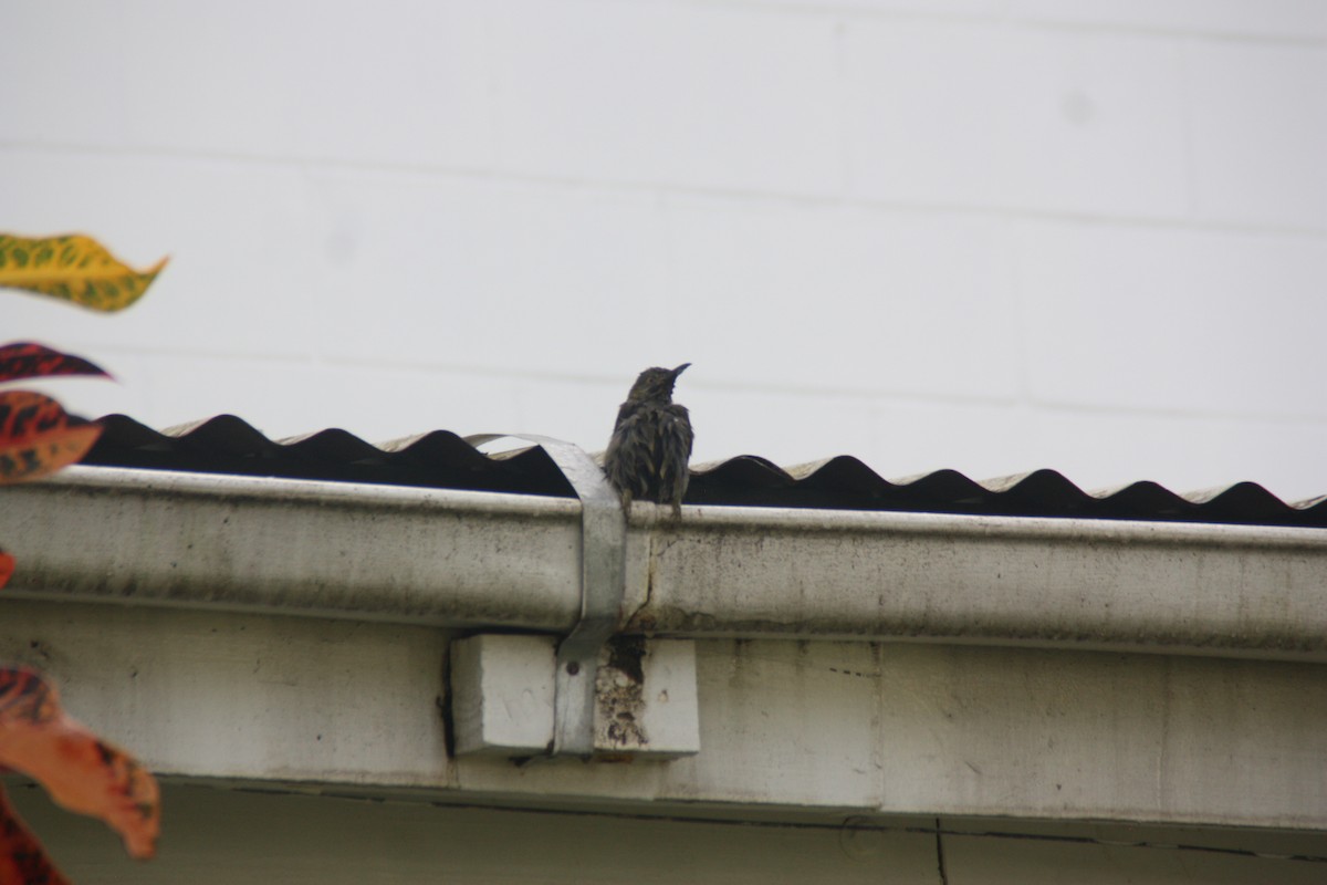 Western Wattled-Honeyeater - ML642417997