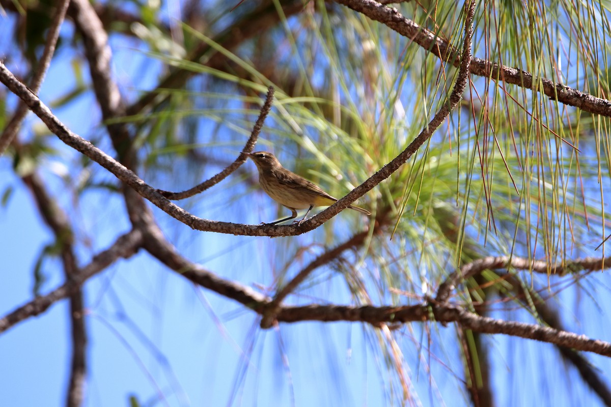 Palm Warbler - ML642417998