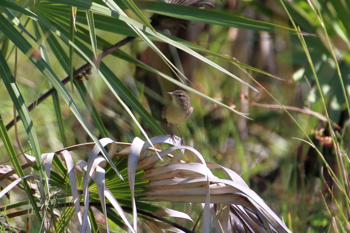 Palm Warbler - ML642418005