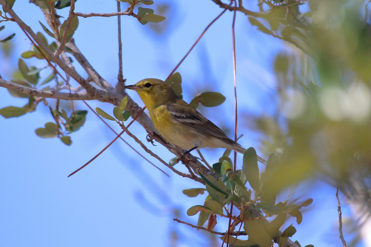 Pine Warbler - ML642418021