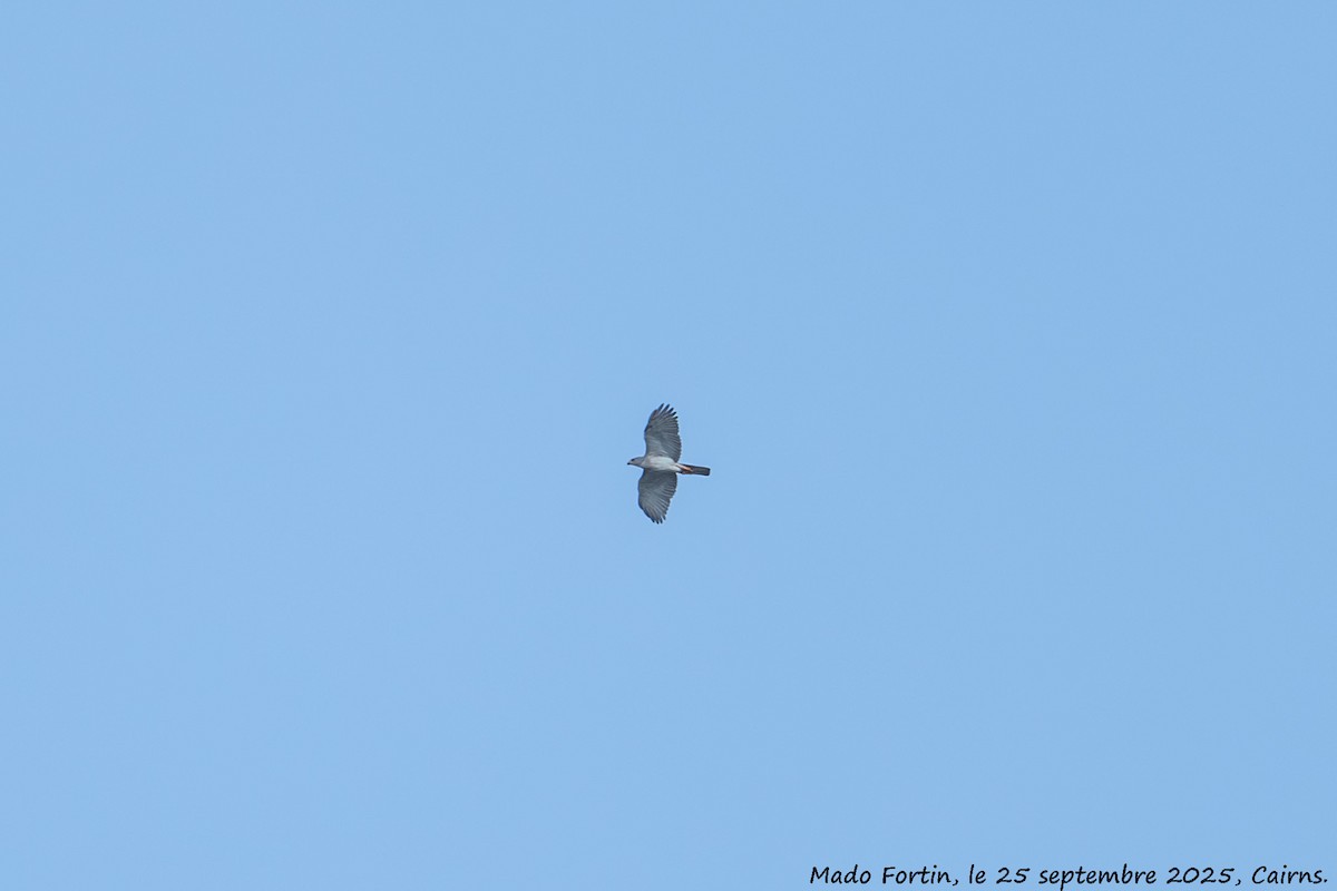 Gray Goshawk - ML642418026