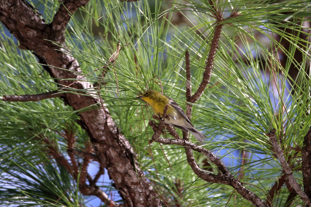 Pine Warbler - ML642418027
