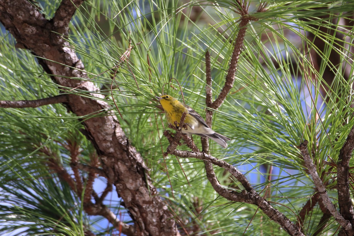 Pine Warbler - ML642418028