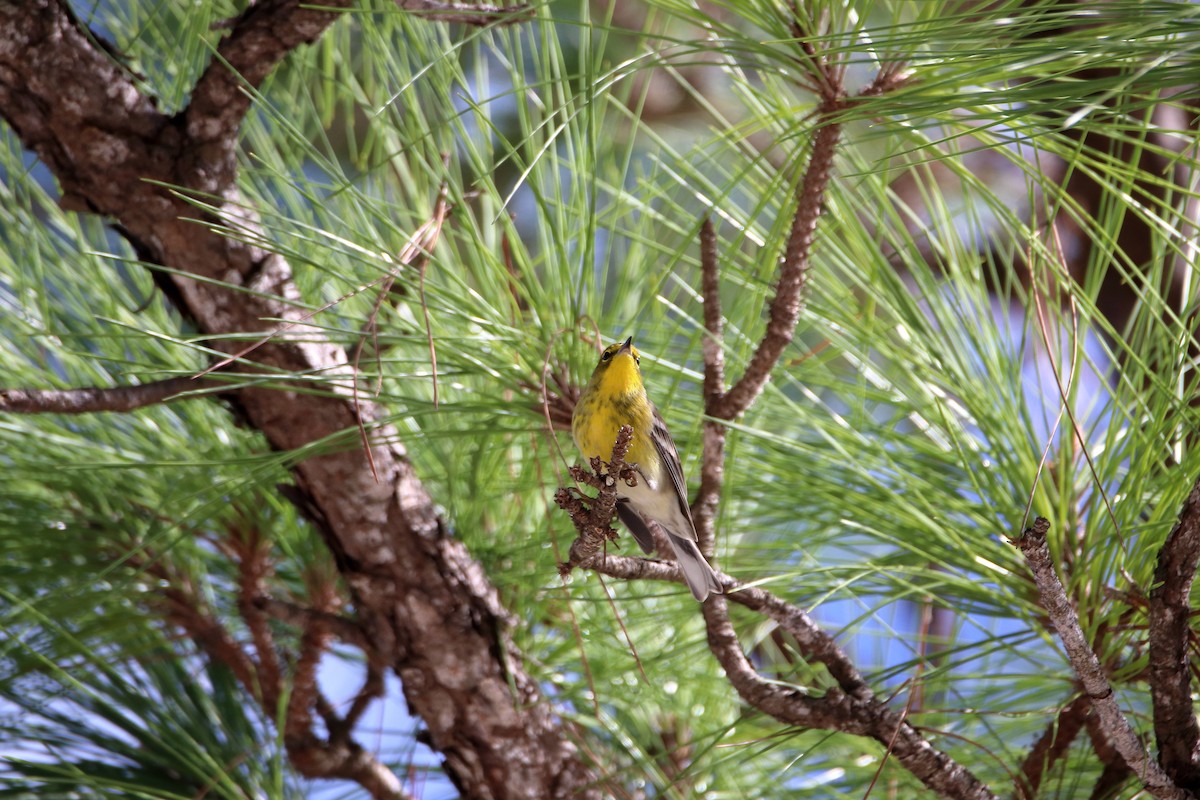 Pine Warbler - ML642418031