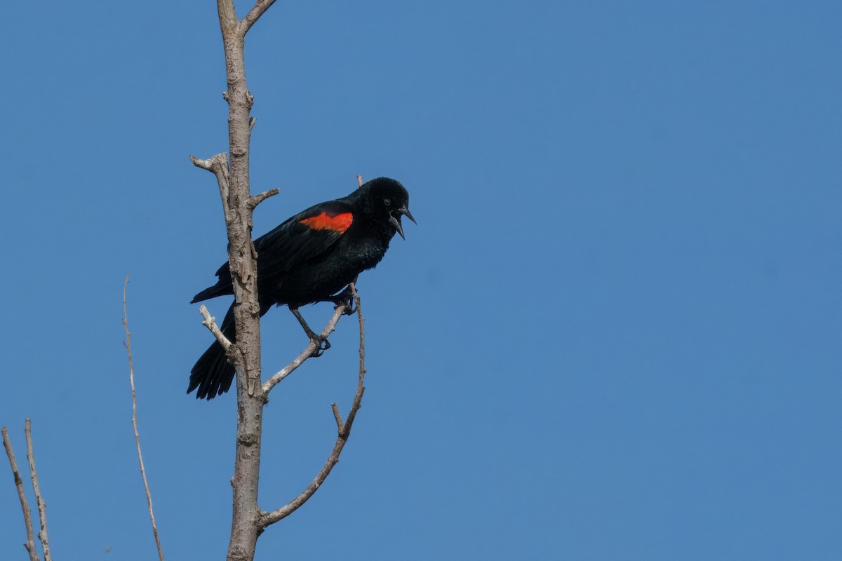 Red-winged Blackbird (California Bicolored) - ML642418088