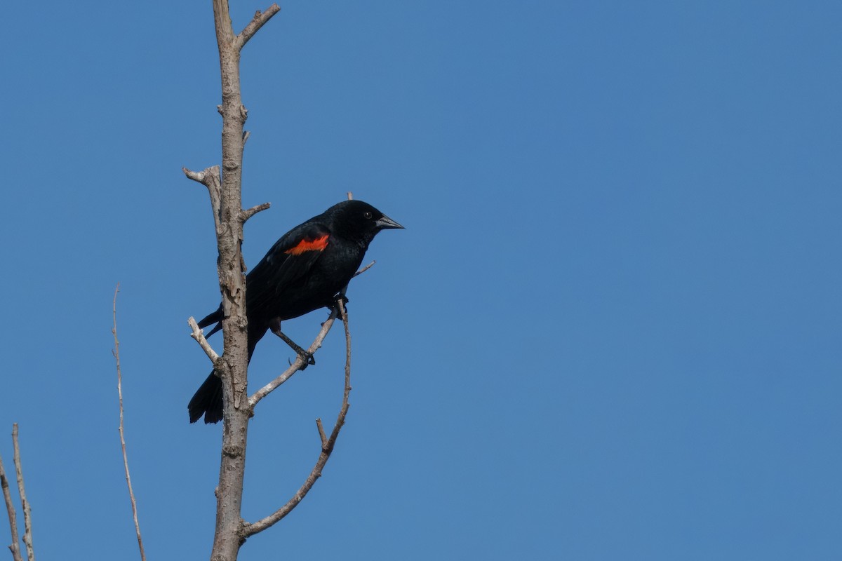 Red-winged Blackbird (California Bicolored) - ML642418090
