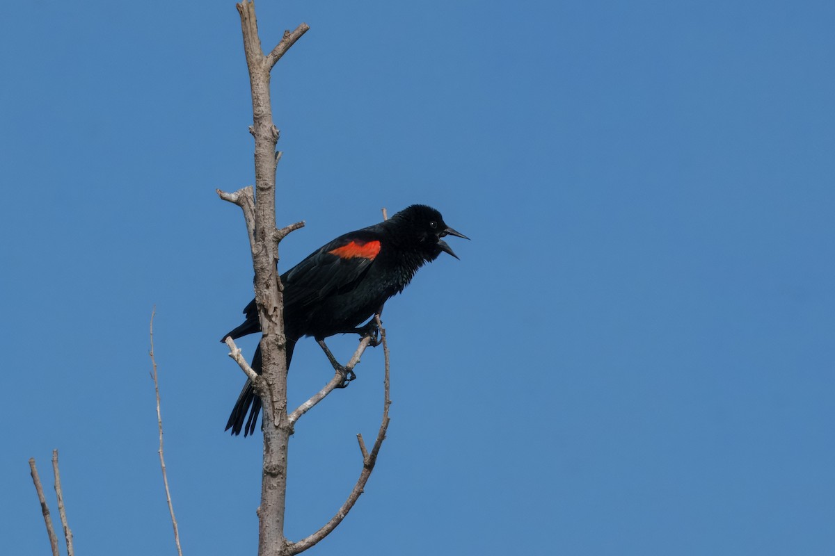 Red-winged Blackbird (California Bicolored) - ML642418091